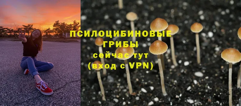 Галлюциногенные грибы Psilocybine cubensis  Дмитровск 